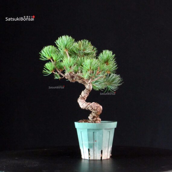 Pinus Pentaphylla - Goyomatsu Miyajima - immagine 2