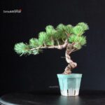 Pinus Pentaphylla - Goyomatsu Miyajima - immagine 3