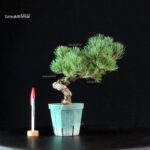 Pinus Pentaphylla - Goyomatsu Miyajima