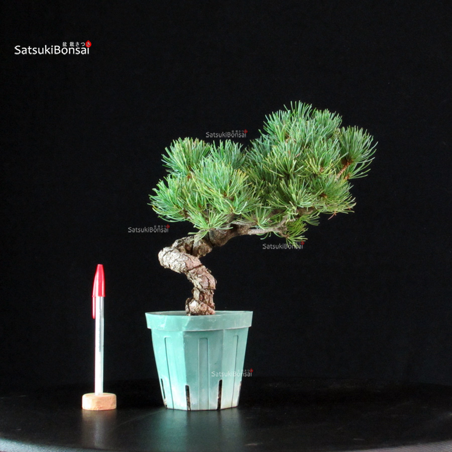 6297_1-Pinus-pentaphylla-Miyajima Pinus Pentaphylla - Goyomatsu Miyajima - immagine 1