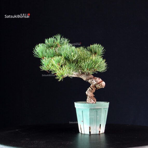 Pinus Pentaphylla - Goyomatsu Miyajima - immagine 3