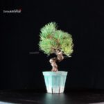 Pinus Pentaphylla - Goyomatsu Miyajima - immagine 4