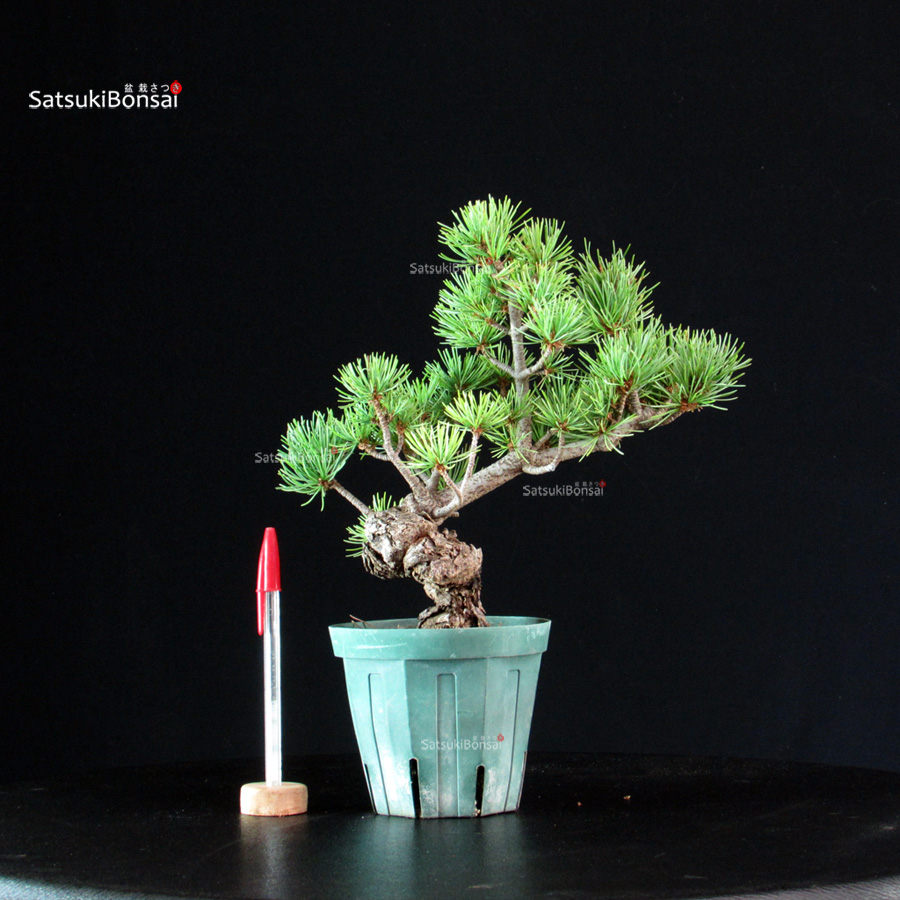 6298_1-Pinus-pentaphylla-Miyajima Pinus Pentaphylla - Goyomatsu Miyajima - immagine 1