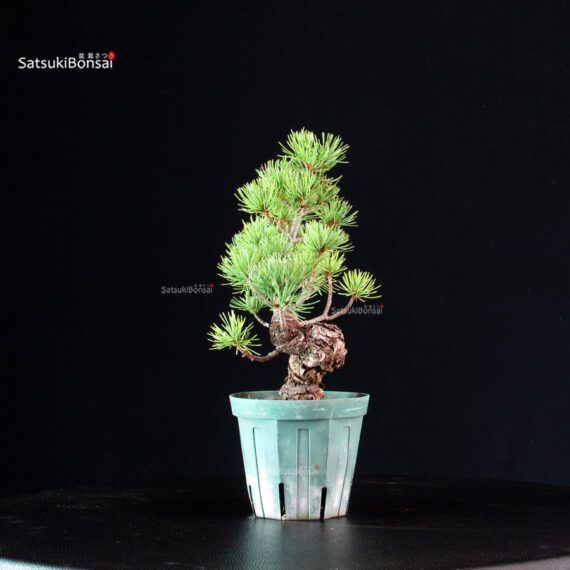 Pinus Pentaphylla - Goyomatsu Miyajima - immagine 2