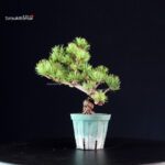 Pinus Pentaphylla - Goyomatsu Miyajima - immagine 3