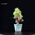 Pinus Pentaphylla - Goyomatsu Miyajima - immagine 4