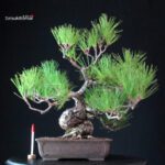 Pinus Thunbergii - Pino nero