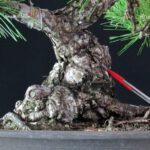 Pinus Thunbergii - Pino nero - immagine 5