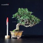 Rhyncospermum Asiaticum - Chirimen