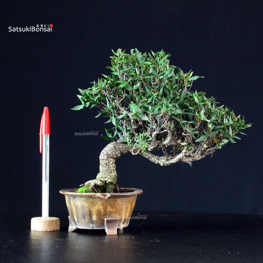 6328_1-Rhyncospermum-Asiaticum-–-Chirimen Rhyncospermum Asiaticum - Chirimen - immagine 1