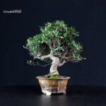 Rhyncospermum Asiaticum - Chirimen - immagine 2