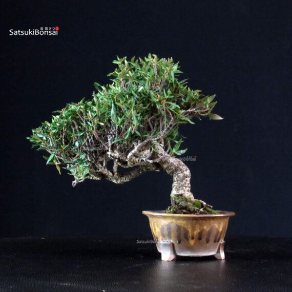 Rhyncospermum Asiaticum - Chirimen - immagine 3