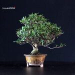 Rhyncospermum Asiaticum - Chirimen - immagine 4