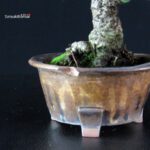 Rhyncospermum Asiaticum - Chirimen - immagine 5