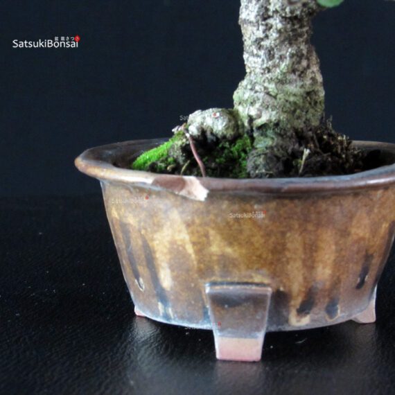 Rhyncospermum Asiaticum - Chirimen - immagine 5