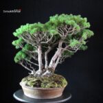 Pinus Pentaphylla - immagine 6