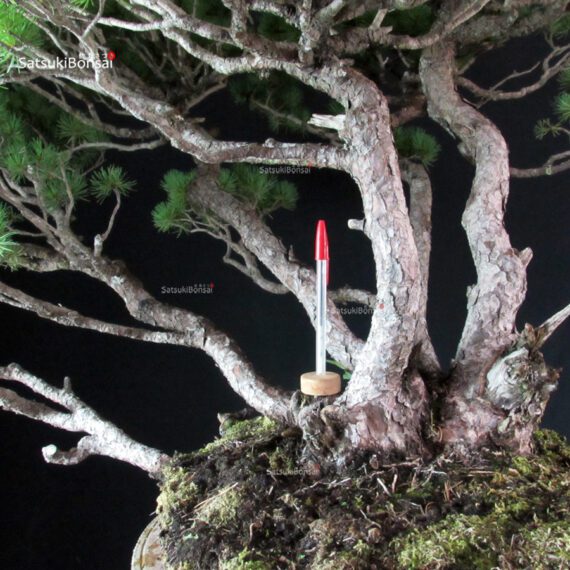 Pinus Pentaphylla - immagine 7