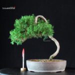 Juniperus Chinensis Itoigawa