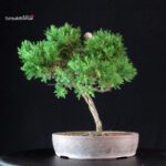 Juniperus Chinensis Itoigawa - immagine 2