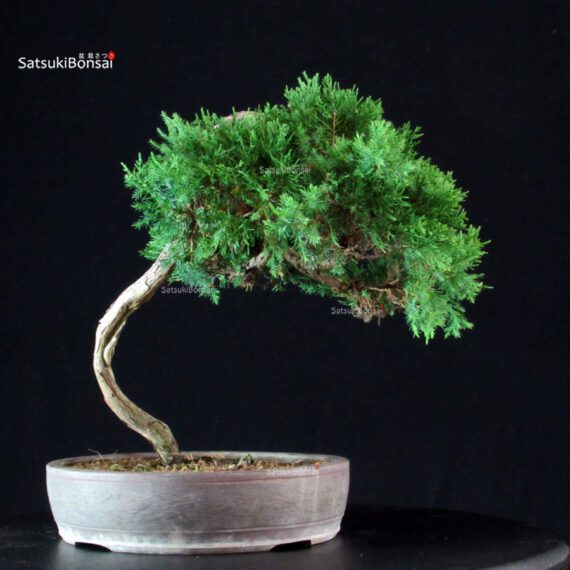 Juniperus Chinensis Itoigawa - immagine 3