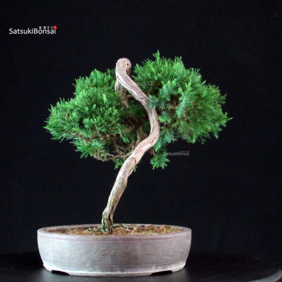Juniperus Chinensis Itoigawa - immagine 4