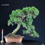 Juniperus Chinensis Itoigawa