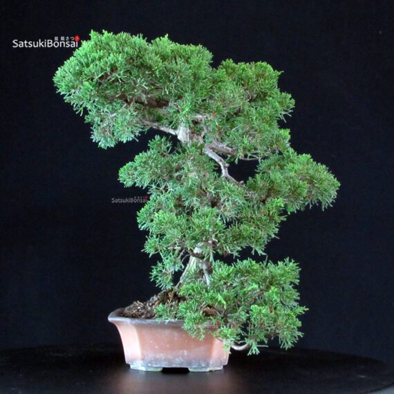 Juniperus Chinensis Itoigawa - immagine 4