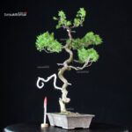 Juniperus Chinensis Itoigawa