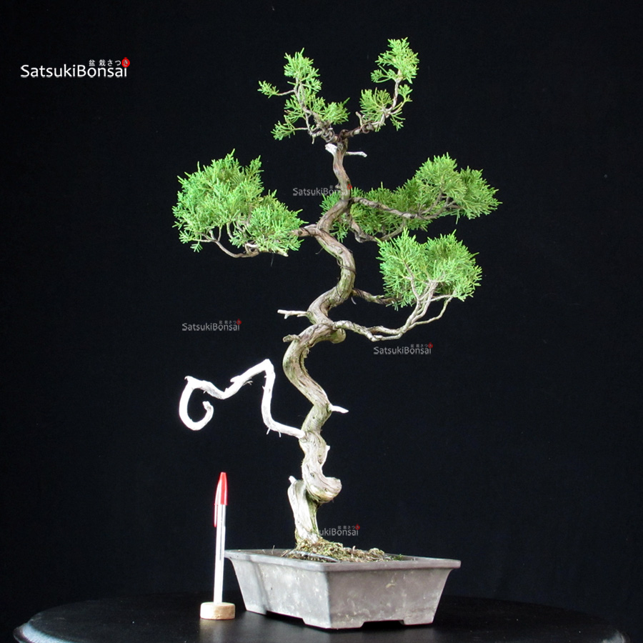 Juniperus Chinensis Itoigawa