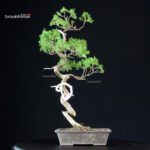 Juniperus Chinensis Itoigawa - immagine 2