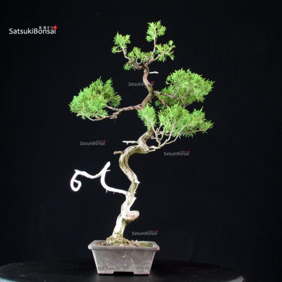 Juniperus Chinensis Itoigawa - immagine 5