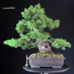 Pinus Pentaphylla Azuma