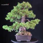Pinus Pentaphylla Azuma - immagine 2