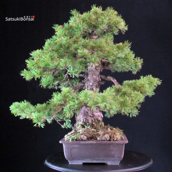 Pinus Pentaphylla Azuma - immagine 2