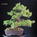 Pinus Pentaphylla Azuma - immagine 3