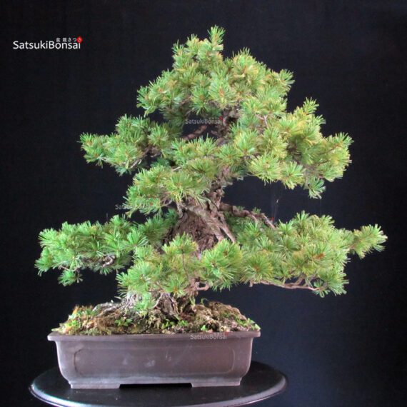 Pinus Pentaphylla Azuma - immagine 3