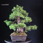 Pinus Pentaphylla Azuma - immagine 4