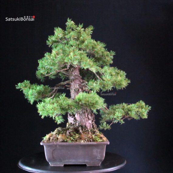 Pinus Pentaphylla Azuma - immagine 4