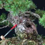 Pinus Pentaphylla Azuma - immagine 5