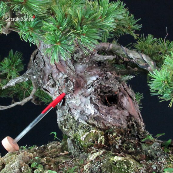 Pinus Pentaphylla Azuma - immagine 5