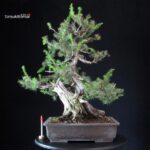 Juniperus Rigida - Tosho