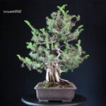 Juniperus Rigida - Tosho - immagine 3