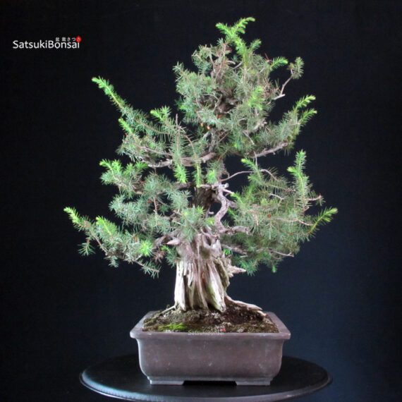 Juniperus Rigida - Tosho - immagine 3