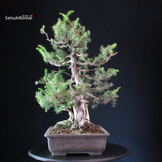Juniperus Rigida - Tosho - immagine 5