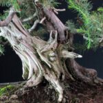 Juniperus Rigida - Tosho - immagine 6