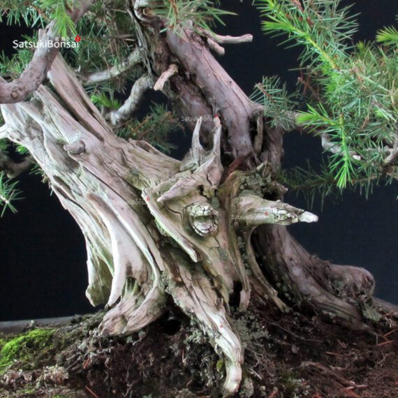 Juniperus Rigida - Tosho - immagine 6