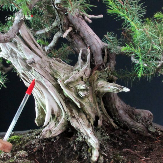 Juniperus Rigida - Tosho - immagine 2