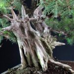 Juniperus Rigida - Tosho - immagine 7