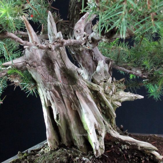 Juniperus Rigida - Tosho - immagine 7