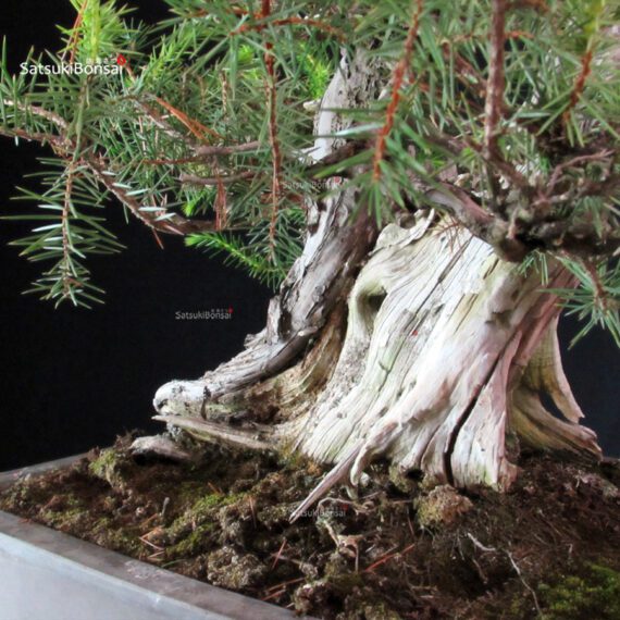 Juniperus Rigida - Tosho - immagine 8